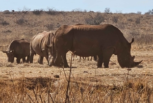Johannesburg: Safari i næsehorns- og løveparken og Maropeng Museum