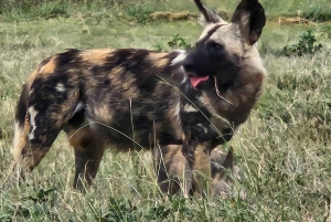 Johannesburg: Safari i næsehorns- og løveparken og Maropeng Museum