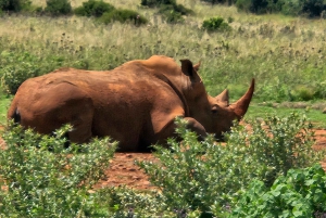 Johannesburg: Safari i næsehorns- og løveparken og Maropeng Museum