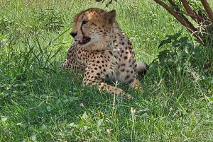 Johannesburg: Safari i næsehorns- og løveparken og Maropeng Museum