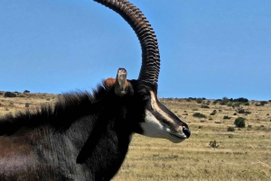 Johannesburg: Safari i næsehorns- og løveparken og Maropeng Museum