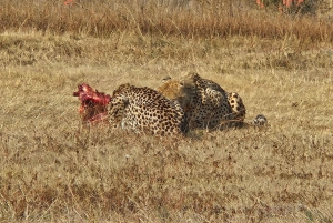 Johannesburg: Safari i næsehorns- og løveparken og Maropeng Museum