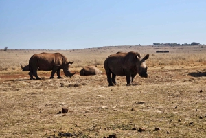 Johannesburg: Safari i næsehorns- og løveparken og Maropeng Museum