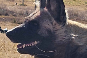 Johannesburg: Safari i næsehorns- og løveparken og Maropeng Museum
