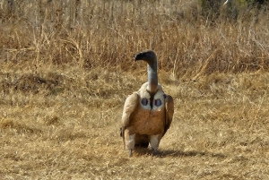 Johannesburg: Safari i næsehorns- og løveparken og Maropeng Museum