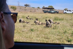 Johannesburg: Safari i næsehorns- og løveparken og Maropeng Museum