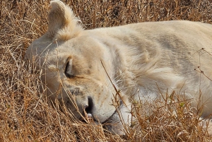 Johannesburg: Safari i næsehorns- og løveparken og Maropeng Museum