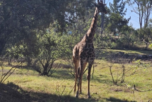 Johannesburg: Safari i næsehorns- og løveparken og Maropeng Museum