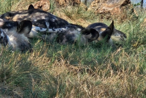 Johannesburg: Safari i næsehorns- og løveparken og Maropeng Museum