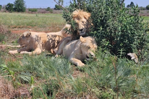 Johannesburg: Safari i næsehorns- og løveparken og Maropeng Museum