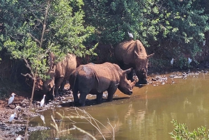 Johannesburg: Safari i næsehorns- og løveparken og Maropeng Museum