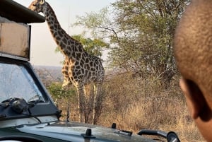 Johannesburgin safari päiväretki - Pilanesberg Big 5 -seikkailu