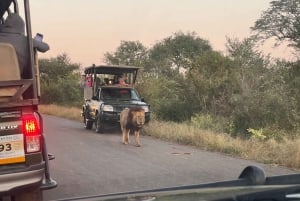 Johannesburg Safari Day Tour - Pilanesberg Big 5 Adventure