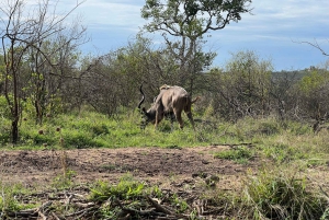 Safari de un día en Johannesburgo - Aventura Pilanesberg Big 5