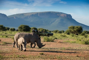 Safari de un día en Johannesburgo - Aventura Pilanesberg Big 5