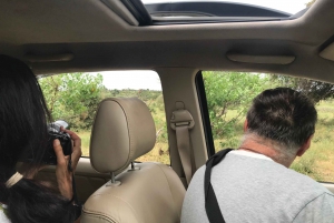 Tour di un giorno di safari a Johannesburg - Avventura con i Big 5 del Pilanesberg
