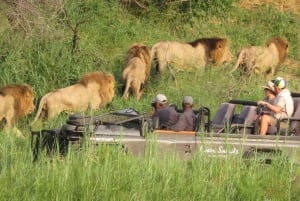 Dagsutflukt med safari i Johannesburg - Pilanesberg Big 5 Adventure