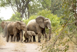 Jednodniowa wycieczka na safari w Johannesburgu - Pilanesberg Big 5 Adventure