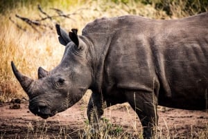 Johannesburg Safari dagstur - Pilanesberg Big 5 äventyr