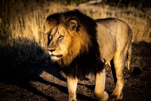 Johannesburg Safari dagstur - Pilanesberg Big 5 äventyr