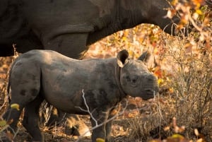 Jednodniowa wycieczka na safari w Johannesburgu - Pilanesberg Big 5 Adventure