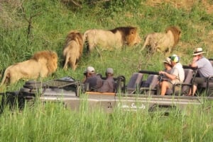 Johannesburg Safari Tagestour - Pilanesberg Big 5 Abenteuer