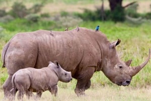 Johannesburg : Excursion d'une journée à Soweto, Dinokeng Culture et Wildlife