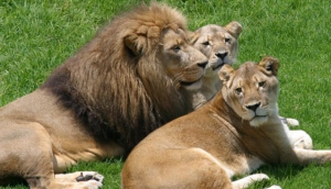 Johannesburg Zoo