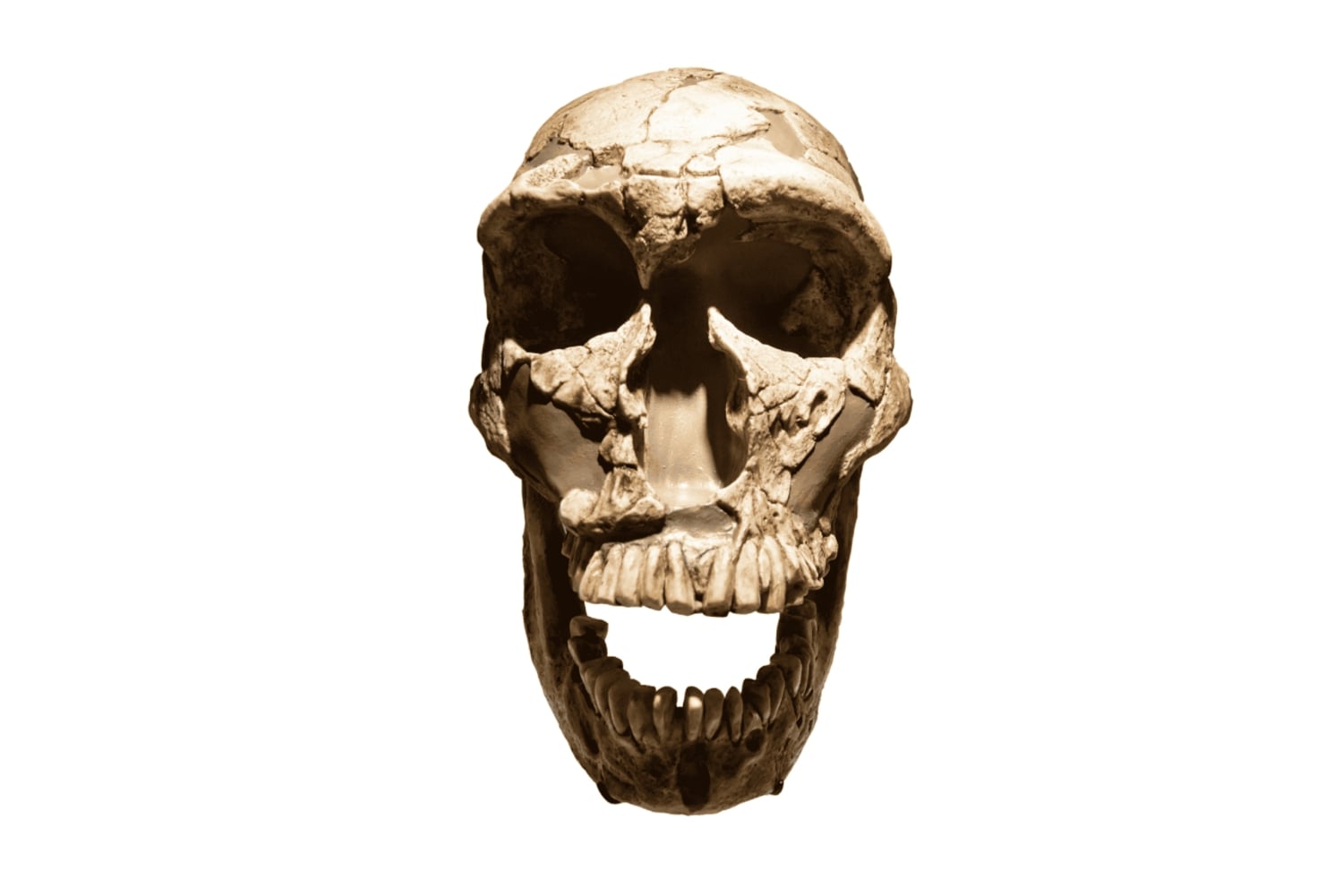 Journey to the Cradle of Humankind