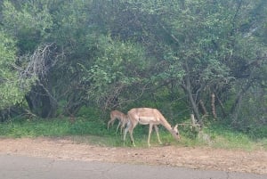 Kruger Nationalpark, dag 2