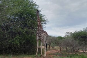 Kruger Nationalpark, dag 2