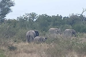 Kruger Nationalpark, dag 2