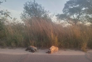 Kruger Nationalpark, dag 2