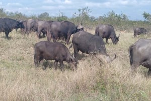 Krugerin kansallispuisto, 2 päivää
