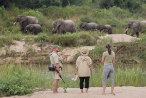 Kruger National Park 3 dagars safari från Johannesburg & Pretoria