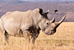 Safari de 3 días por el Parque Nacional Kruger fr Johannesburgo y Pretoria