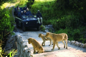 Kruger National Park 3 dagars safari från Johannesburg & Pretoria