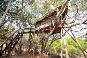 Krugerin kansallispuisto: 3 päivän safarimatka ja puumajamajoitus