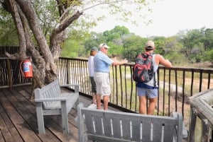 Kruger nasjonalpark: 3-dagers safari og overnatting i trehus
