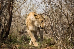 Parque Nacional Kruger: 3 días de safari y casa en un árbol