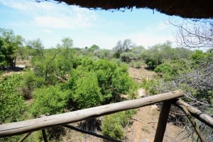 Parque Nacional Kruger: Safári de 3 Dias c/ Casa na Árvore