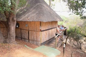 Park Narodowy Krugera: 3-dniowa wycieczka safari i pobyt w domku na drzewie