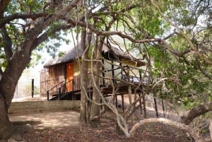 Kruger-Nationalpark: 3-tägige Safari mit Baumhausaufenthalt