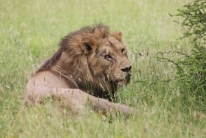Kruger nasjonalpark: 3-dagers safaritur