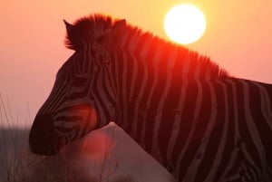 Kruger National Park: 3-dages safaritur