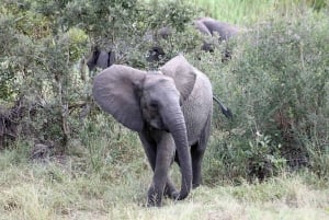 Krugerin kansallispuisto: 3 päivän safarimatka