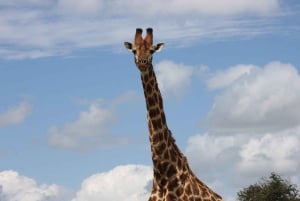 Krugerin kansallispuisto: 3 päivän safarimatka