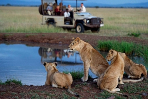Krugerin kansallispuisto 3 päivän retki Johannesburgista