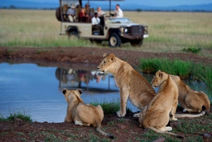 Kruger National Park 3-dages tur fra Johannesburg