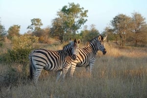 Kruger nationalpark 3 dagar Bästa safarin någonsin från Kapstaden
